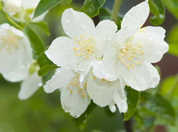 Belle fleur de jasmin avec des gouttes de rosée à l'extérieur — Photo