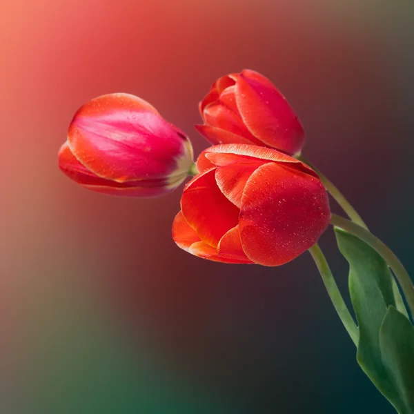 Três tulipa vermelha no fundo borrado — Fotografia de Stock