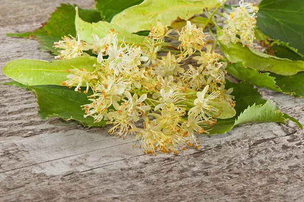 Bloemen en bladeren van linden close-up op houten achtergrond — Stockfoto