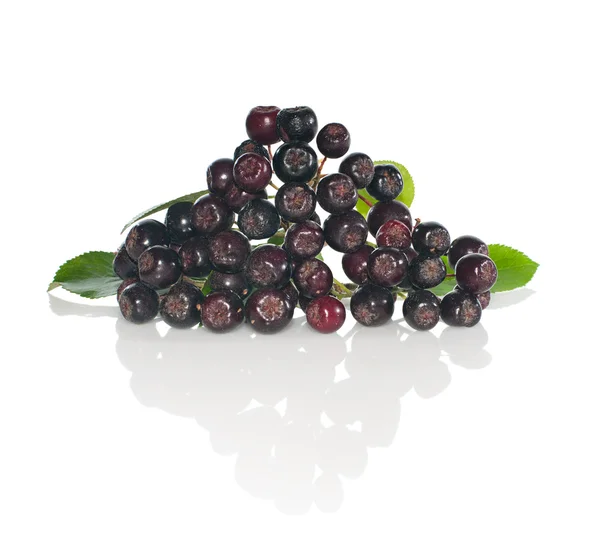 Chokeberry preto (aronia) com folhas fecham-se no branco — Fotografia de Stock