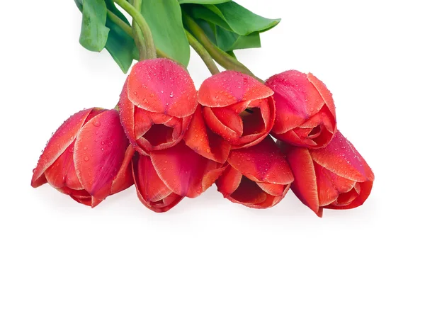 Bouquet of red tulips lie on a white background. Greeting card w — Stock Photo, Image