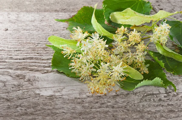 Bloemen en bladeren van linden close-up op houten bord. — Stockfoto