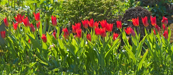 Rode tulpen op het bloembed. — Stockfoto