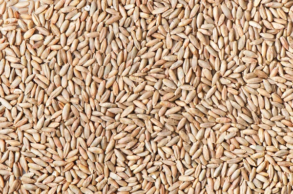 Grain texture of ripe rye close-up — Stock Photo, Image