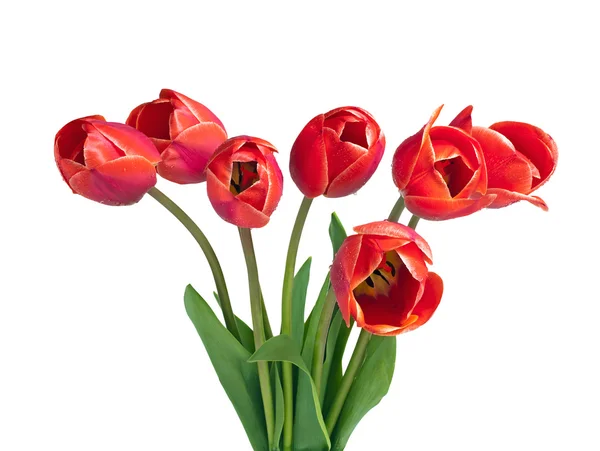 白で隔離赤いチューリップの花束。横から見た図 — ストック写真
