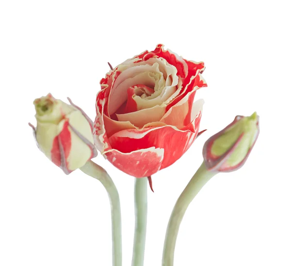 Eustoma bloemen, geïsoleerd op wit. — Stockfoto