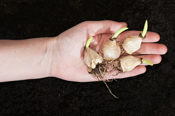 Muscari flower bulbs  planting in a female hand on a background — Stock Photo, Image