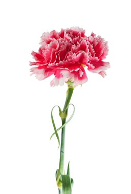 Beautiful carnation isolated on white clipart