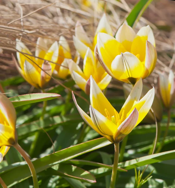 Mooie gele tulpen (Tulipa tarda) op de flowerbed — Stockfoto