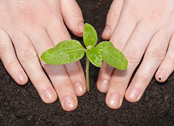 Piantina di semenzaio verde nel terreno e le mani femminili vicino. Palla di primavera — Foto Stock