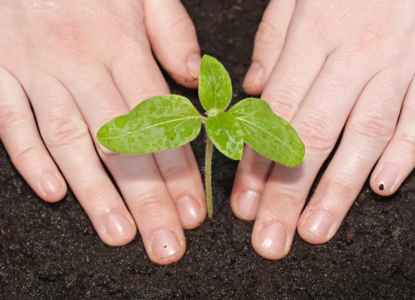 Grüne Sämlinge in der Erde und weibliche Hände aus nächster Nähe. Frühlingspflanzen — Stockfoto