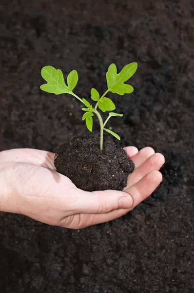 Green sprout tomato seedling in a hand on a background the soil — Stock Photo, Image