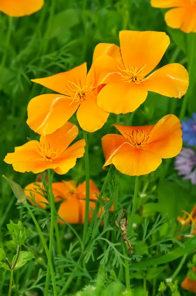 Vallmo (Escholzia cand nica)) — Stockfoto