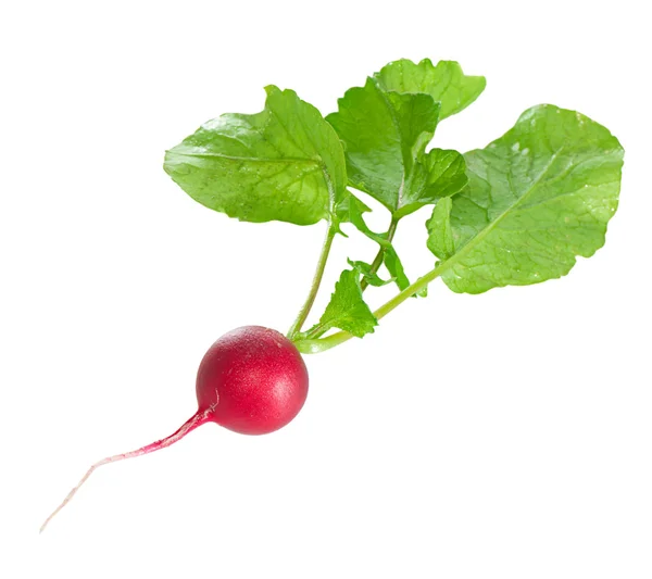 Fresh radish isolated on white — Stock Photo, Image
