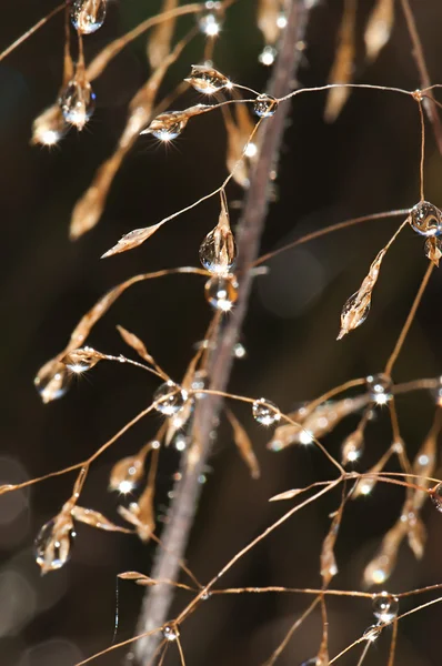 Drops of dew on the grass sunlit close up — Stock Photo, Image