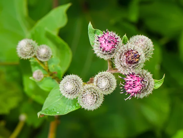 큰 엉 (Arctium lappa) 스톡 사진