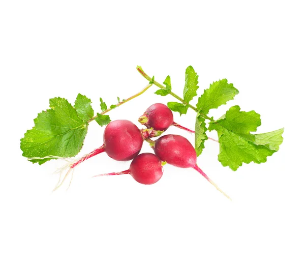 A bunch of radishes with leaves on white. — Stock Photo, Image