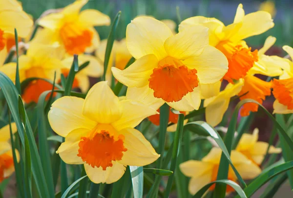 Blooming Narcissus in the garden close-up. — Stock Photo, Image