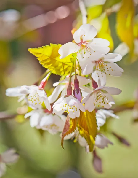 Hermosa flor de cerezo en primavera primer plano . — Foto de Stock