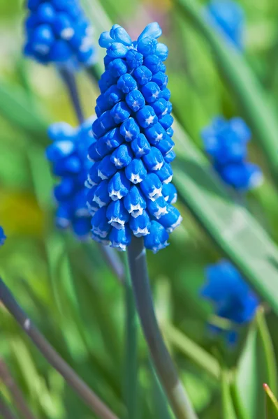 Flores de Muscari no jardim close-up . — Fotografia de Stock