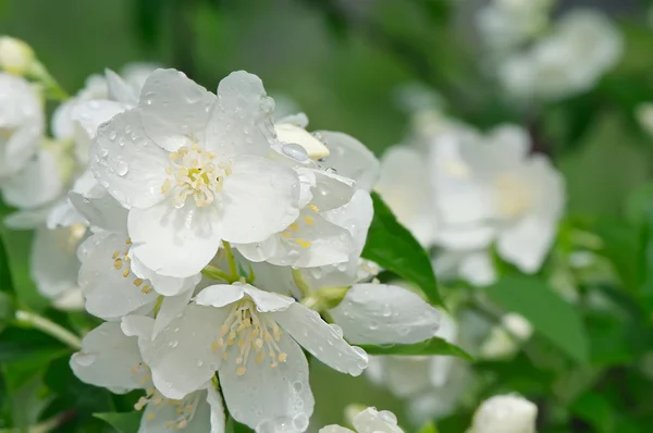 Mooie bloeiende jasmijn met dauw druppels buitenshuis — Stockfoto