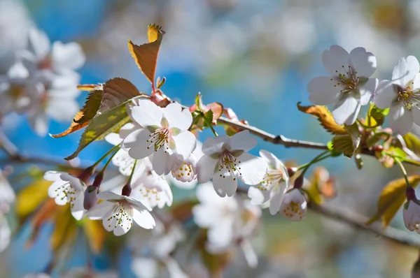 Rama de flores de cerezo iluminada por el sol, contra el cielo —  Fotos de Stock
