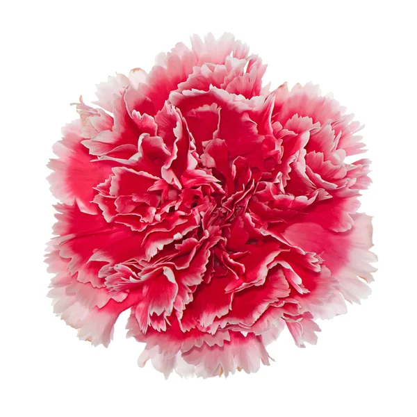 Ροζ λουλούδι γαρίφαλων γκρο πλαν. Κάτοψη Εικόνα Αρχείου