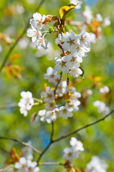 Körsbärsblommor på våren i parken. — Stockfoto