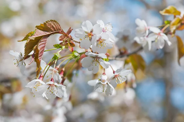 Flores de cerejeira na primavera no parque de perto . — Fotografia de Stock