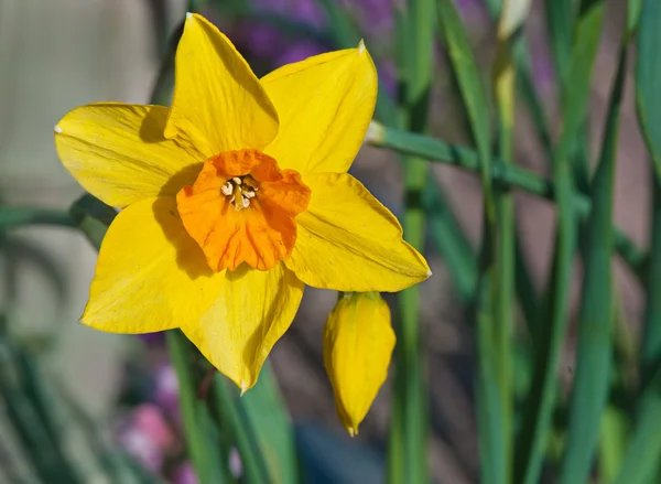 Blooming Narcissus in the garden close-up. — Stock Photo, Image