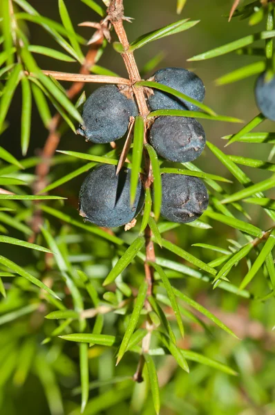 Arbusto de zimbro com bagas na floresta close-up . — Fotografia de Stock