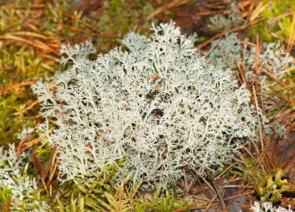 Branco musgo rena fechar em uma floresta . — Fotografia de Stock