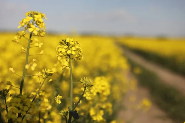 Colza Amarela Fundo Céu Foco Seletivo Cor Canola Campo Com — Fotografia de Stock