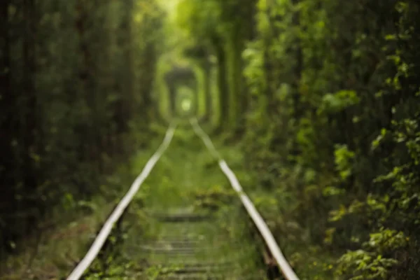 Natuurlijke Tunnel Van Liefde Gevormd Door Bomen Oekraïne Klevan Oude — Stockfoto