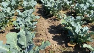 Lahana tarlasına bak. Yeşil lahanalı tarım çiftliği.