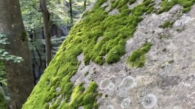 Yeşil ormandaki yosunlarla kaplı taşlar ve kayalar..