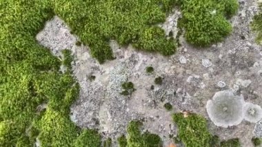 Yeşil ormandaki yosunlarla kaplı taşlar ve kayalar..