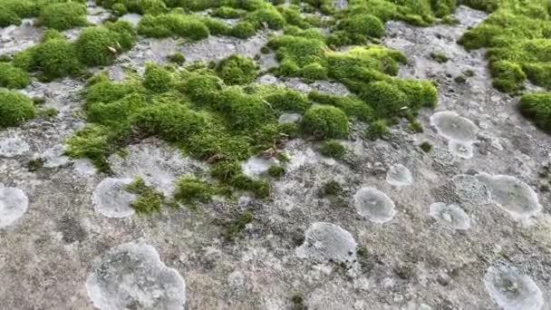 Pierres Rochers Couverts Mousse Dans Forêt Verte — Video