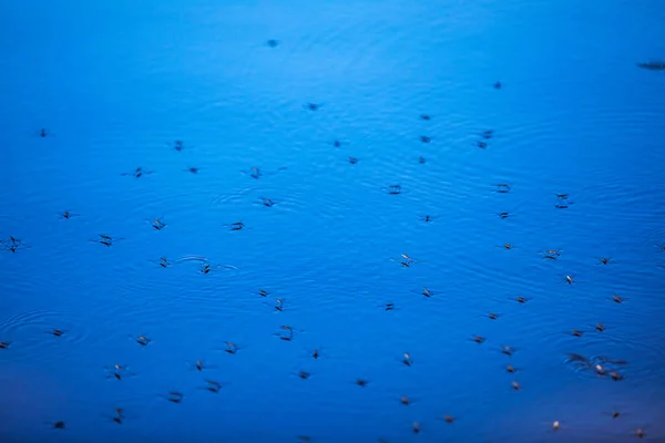 Mosquitos Superfície Água Azul — Fotografia de Stock
