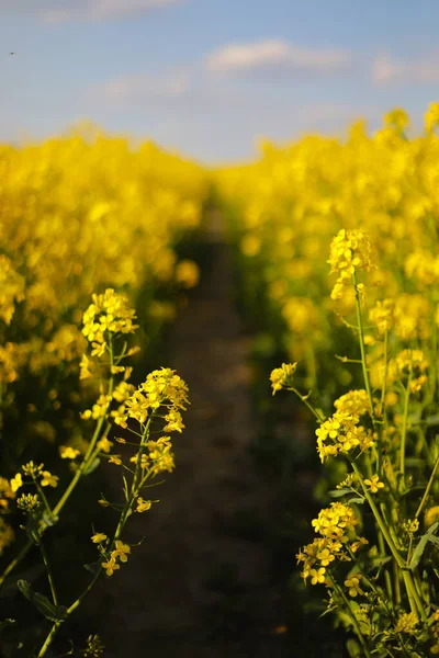 Yellow Rapeseed Background Sky Selective Focus Color Canola Field Ripe — Stock Photo, Image
