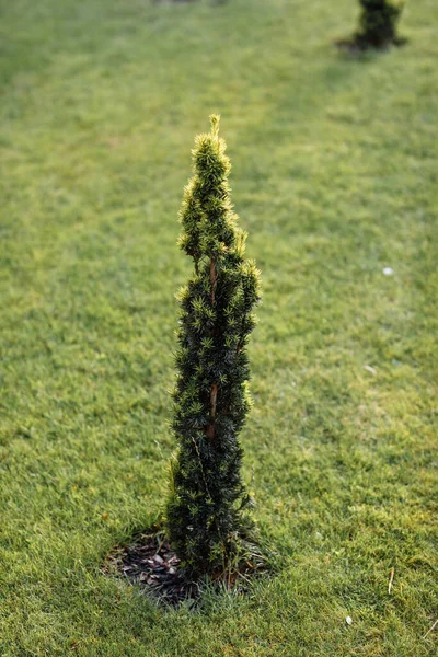 Canadian spruce, beautiful green. The use of Canadian fir in ornamental landscaping. Decorative coniferous evergreen tree. — Stock Image Canadian Spruce Beautiful Green Use Canadian Fir Ornamental Landscaping Decorative Stock Photo