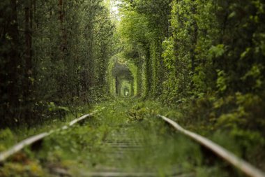 Natural tunnel of love formed by trees in Ukraine, Klevan. old railway in the beautiful tunnel in summer day. clipart
