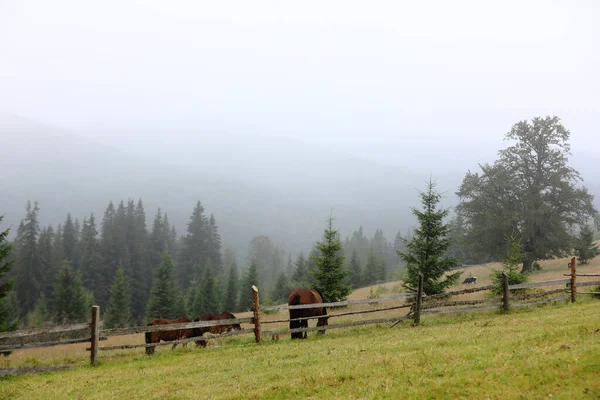 Cavalos Grazing Campo Ucraniano Com Montanhas Dia Outono Nublado — Fotografia de Stock