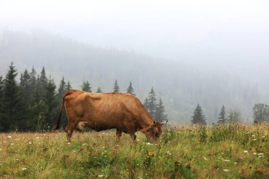 Kırmızı bir inek arka planda dağlarla birlikte bir yaz otlağında otluyor. Boğanın yılı. Dağlarda kırsal bir çiftlik. sığır otlatma