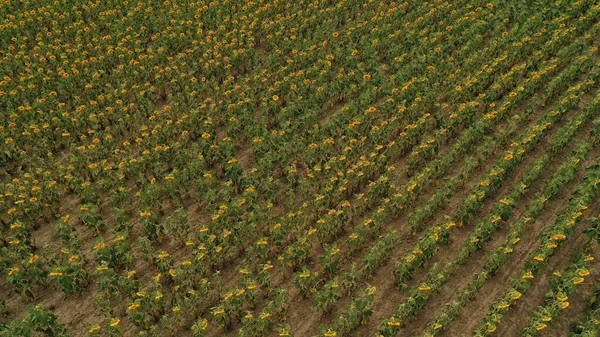 Luftaufnahme Eines Großen Sonnenblumenfeldes Blüht Mit Einer Schönen Goldenen Farbe — Stockfoto
