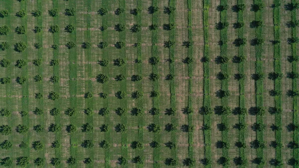 Drone Drone Draufsicht Auf Reihen Der Grünen Obstbäume Plantage Kulturlandschaft — Stockfoto