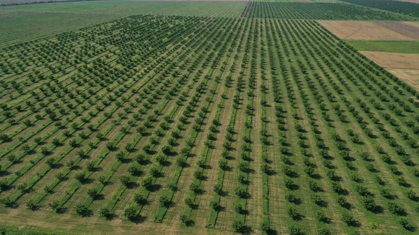 Aerial drone top view of rows of the green fruit trees plantation. Cultivated field landscape.