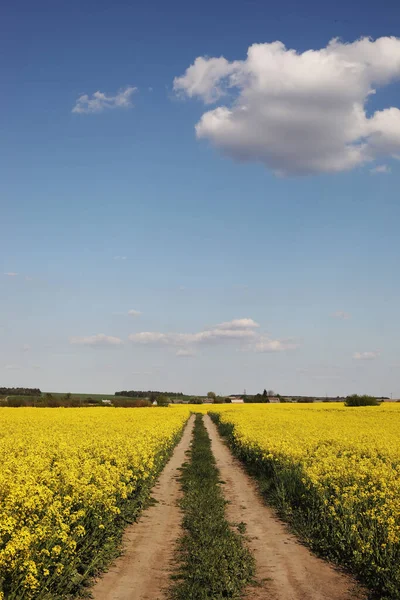 Yellow Rapeseed Background Sky Selective Focus Color Canola Field Ripe — Stock Photo, Image