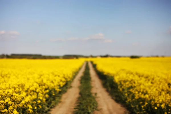 Blurred Background Yellow Rapeseed Background Sky Selective Focus Color Canola — Stock Photo, Image