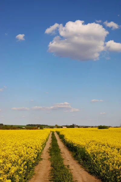 Yellow Rapeseed Background Sky Selective Focus Color Canola Field Ripe — Stock Photo, Image